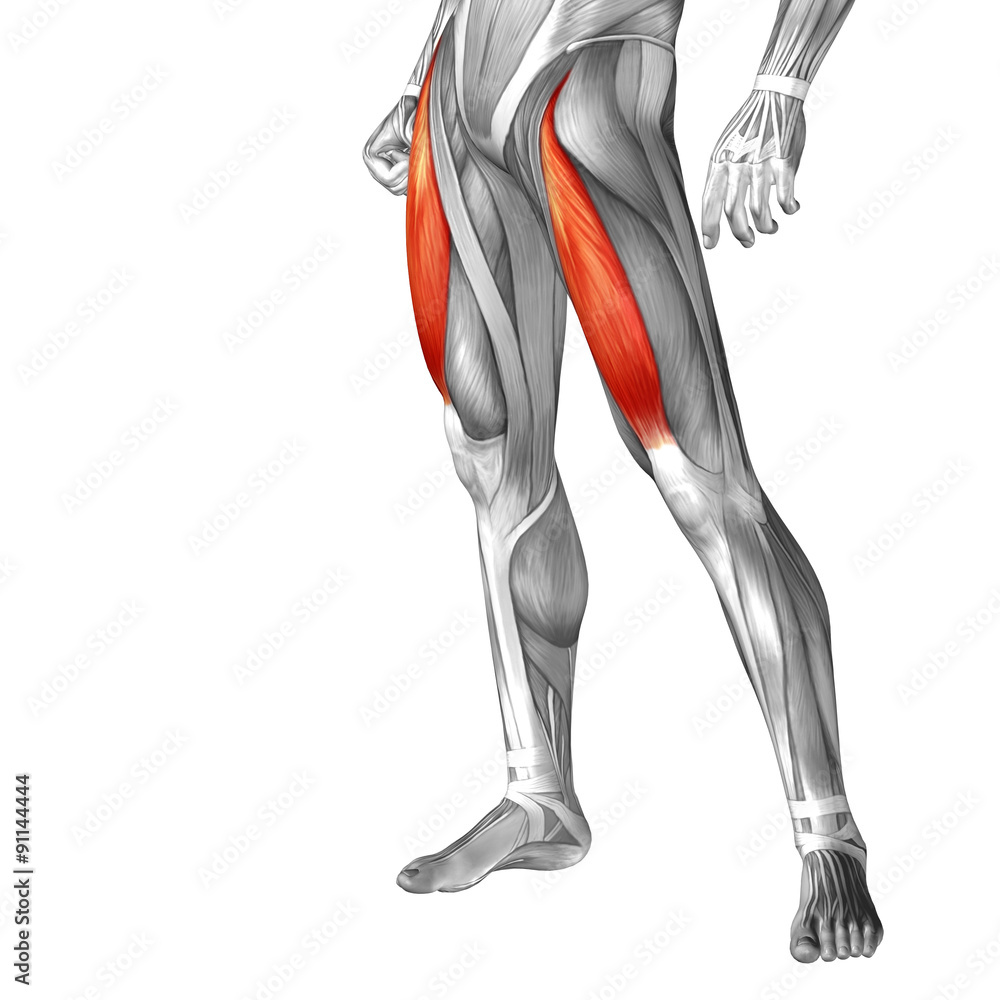 Conceptual 3D human front upper leg muscle anatomy Conceptual 3D human front upper leg muscle anatomy