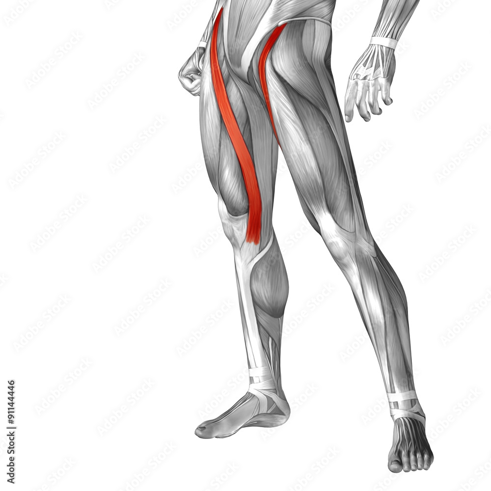 Conceptual 3D human front upper leg muscle anatomy Conceptual 3D human front upper leg muscle anatomy
