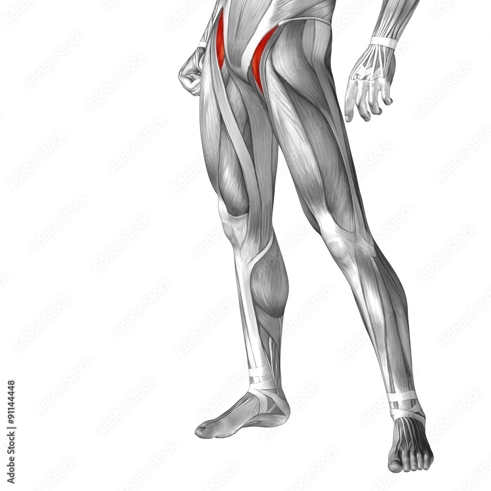 Conceptual 3D human front upper leg muscle anatomy Conceptual 3D human front upper leg muscle anatomy