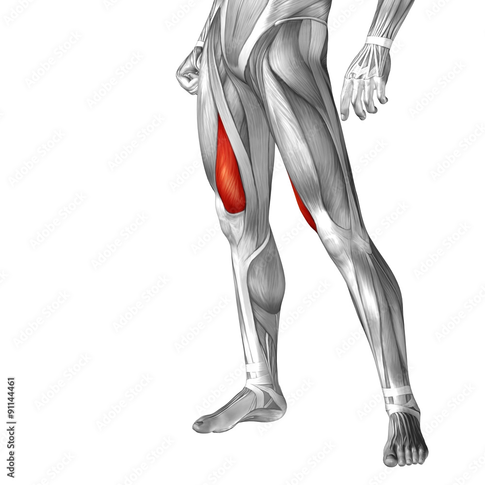 Conceptual 3D human front upper leg muscle anatomy Conceptual 3D human front upper leg muscle anatomy