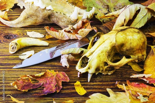 Knife surrounded by animal bones in rotting leaves photo