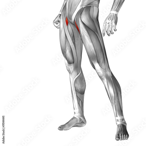 Conceptual 3D human front upper leg muscle anatomy © high_resolution