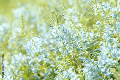 Blue flowers of fireweed  Epilobium or Chamerion angustifolium  in bloom ivan tea