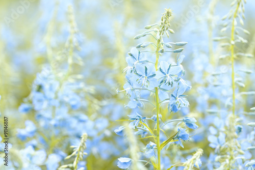 Blue flowers of fireweed (Epilobium or Chamerion angustifolium) in bloom ivan tea