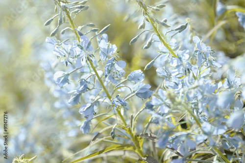 Blue flowers of fireweed (Epilobium or Chamerion angustifolium) in bloom ivan tea