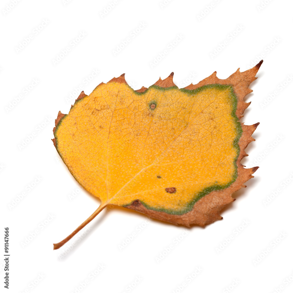 Fototapeta premium Dried autumn leaf of birch on white background