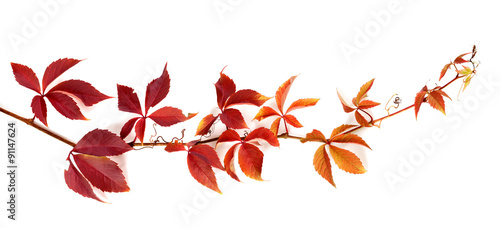 Фотография Twig of autumn grapes leaves