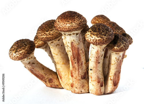 Armillaria mellea honey fungus mushrooms isolated on white background