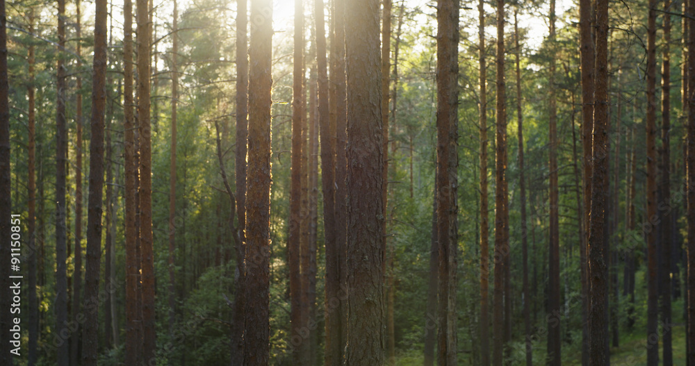 Fototapeta premium pine forest in warm summer day