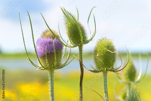 Purple wild teasel in landscape