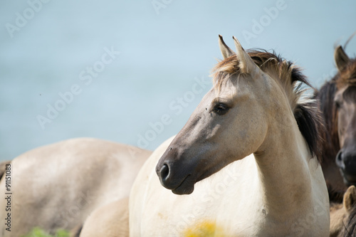 Konik foal photo