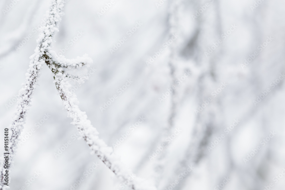 closeup photo of branch covered with frost