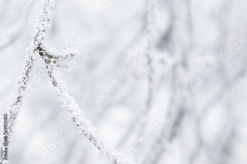closeup photo of branch covered with frost