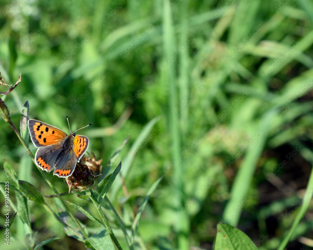Kleiner Feuerfalter - Lycaena phlaeas Kleiner Feuerfalter - Lycaena phlaeas