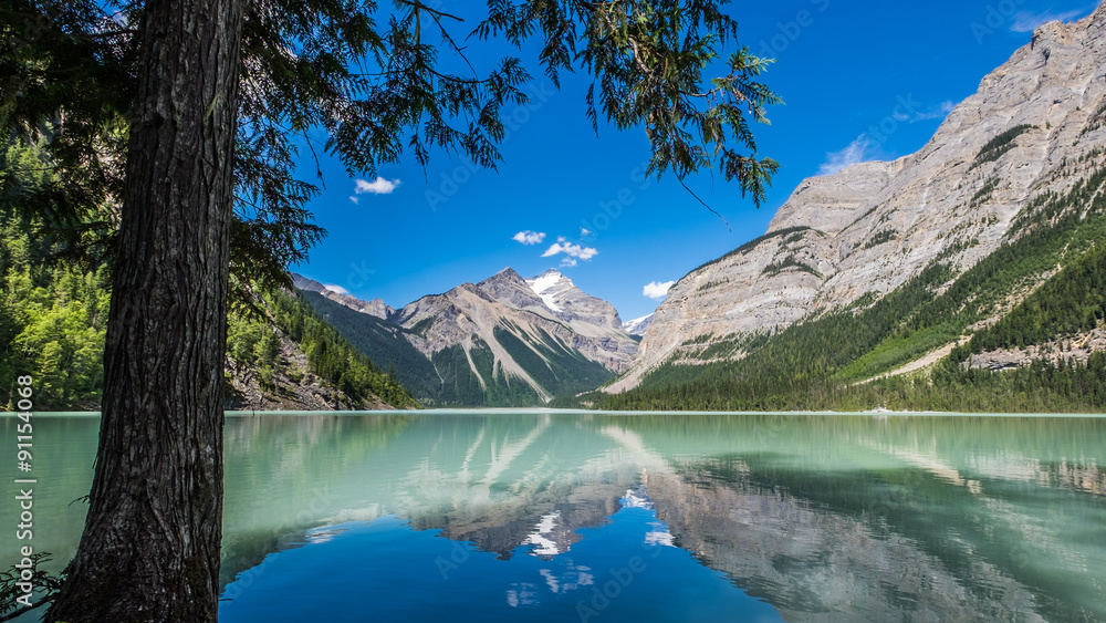 A tree, Kinney Lake, and Mount Robson