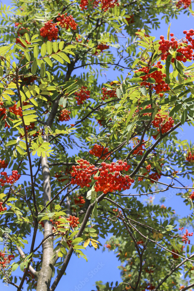 Rowan berry tree Rowan berry tree