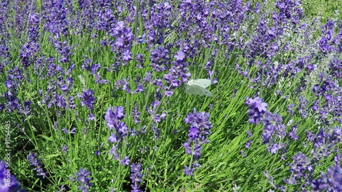 lavender and butterfly in slow motion