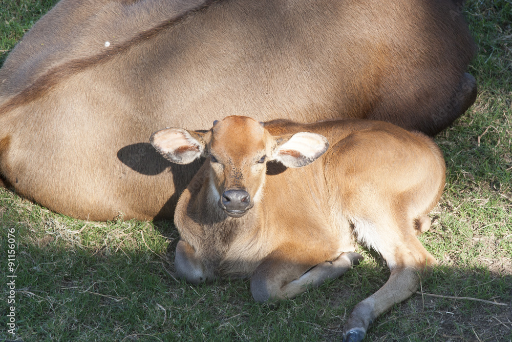 Naklejka premium Cow and calf resting. Yumka Park, Villahermosa, Tabasco, Mexico.