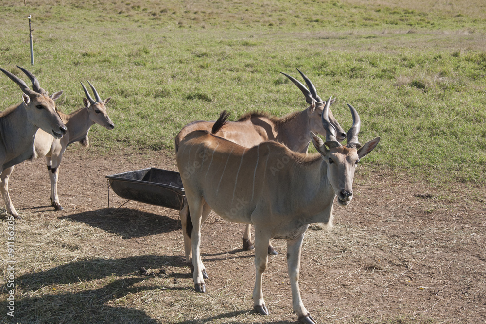 Group of Antelopes. Yumka Park, Villahermosa, Tabasco, Mexico. Group of Antelopes. Yumka Park, Villahermosa, Tabasco, Mexico.