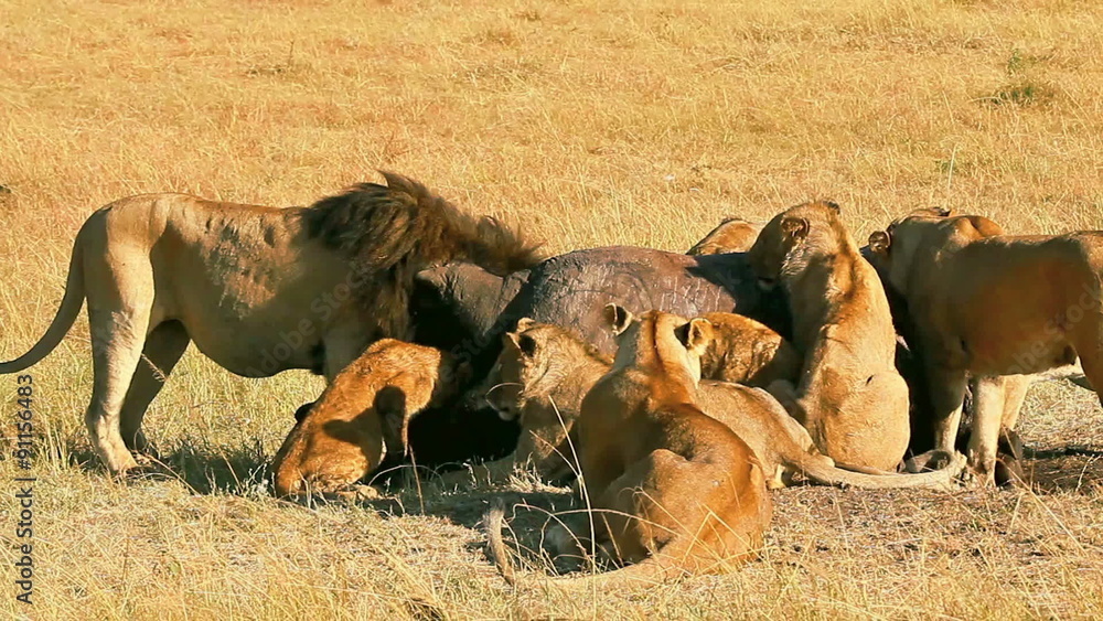 Pride of lions eating a pray in Masai Mara, Kenya
Pride of lions eating a pray in Masai Mara, Kenya