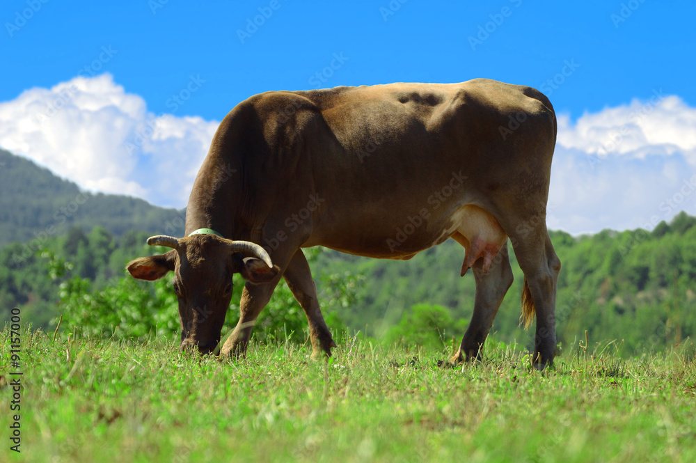 Fototapeta premium Brown cow grazing on green grass and blue sky with some white clouds. Empty copy space for editor's text.