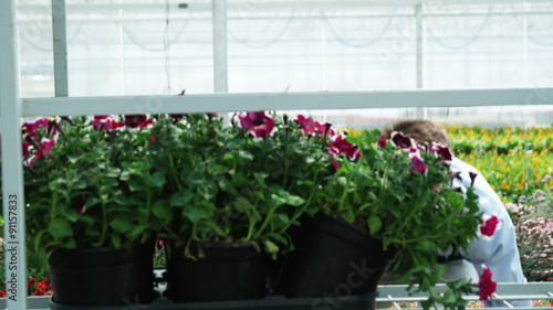 MS TU Shop assistant positioning flats of flowers on shelves / Salem, Utah, USA. photo