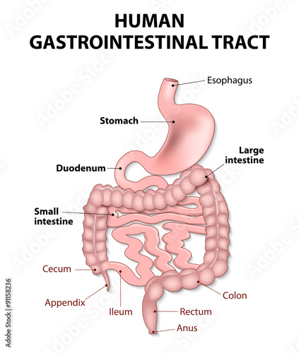 Human gastrointestinal tract photo