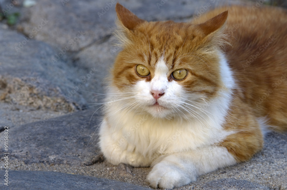 Cute orange cat lying on coblestone street. Cute orange cat lying on coblestone street.