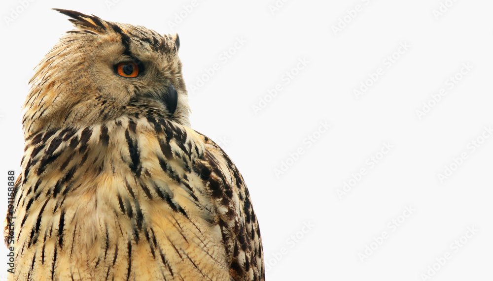 Naklejka premium owl as symbol of wisdom and knowledge