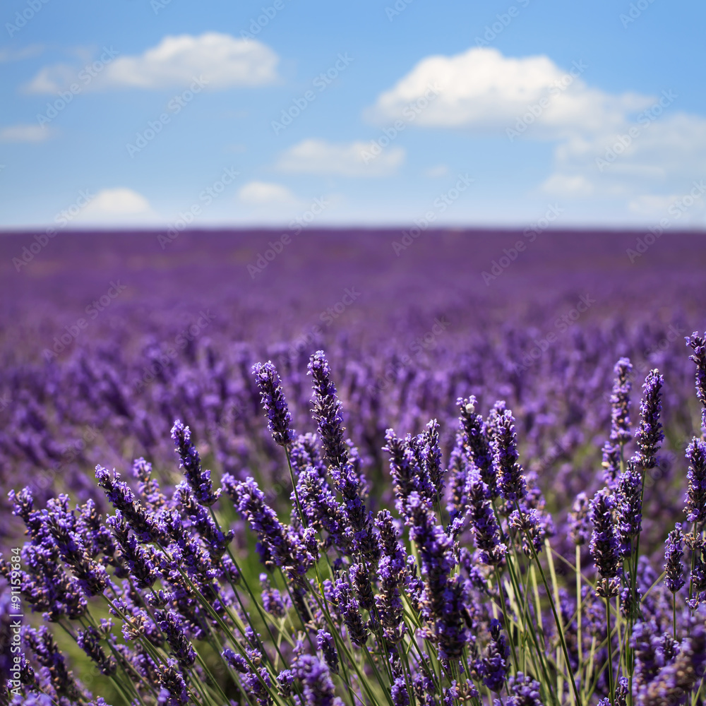 Obraz premium Lavender flower blooming fields horizon. Valensole Provence, Fra