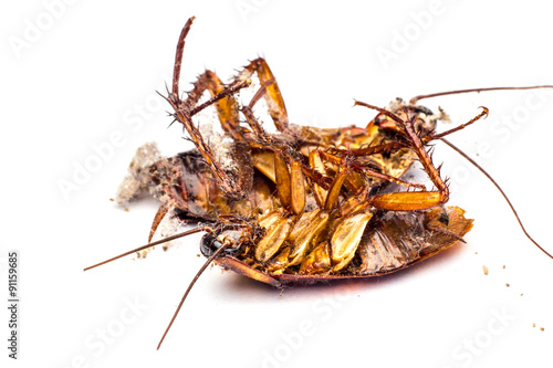 Dead cockroaches on the floor contaminated debris. © tum2282