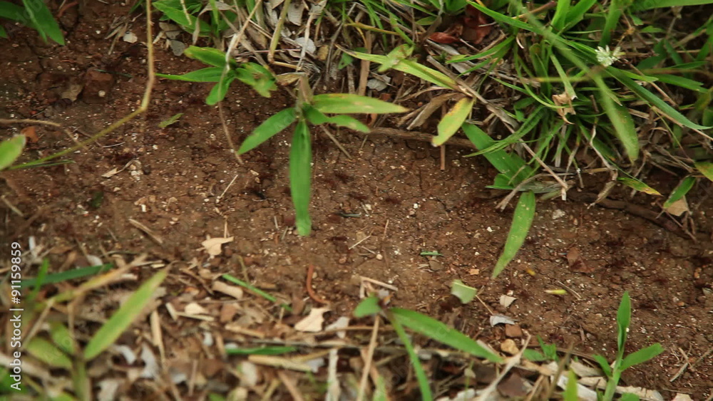 Worker ants carrying leaves Worker ants carrying leaves