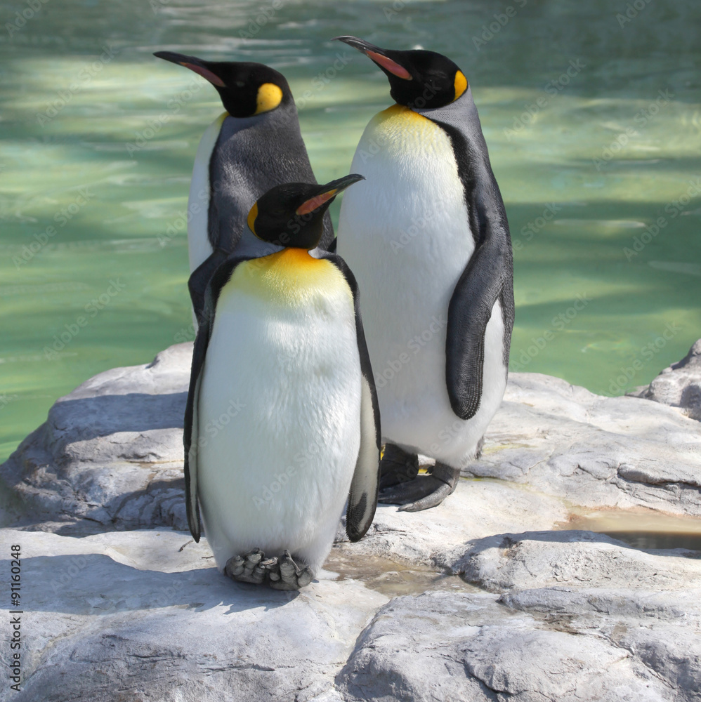 Obraz premium Three Emperor Penguins resting whilst standing.