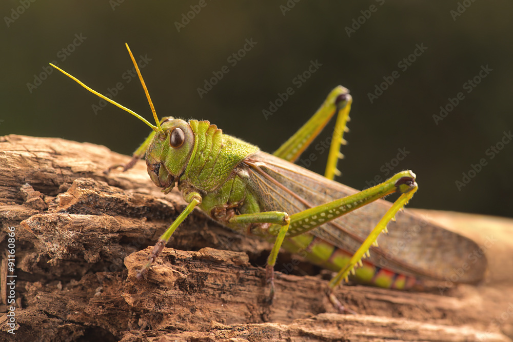 Giant Grasshopper Giant Grasshopper