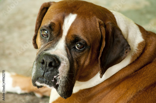 Loveable Boxer Bulldog head shot. © bettys4240