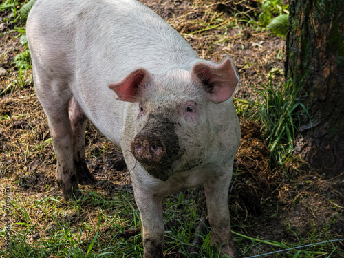 Pig in a natural outdoor farm setting with some earth and mud on its snout or nose.