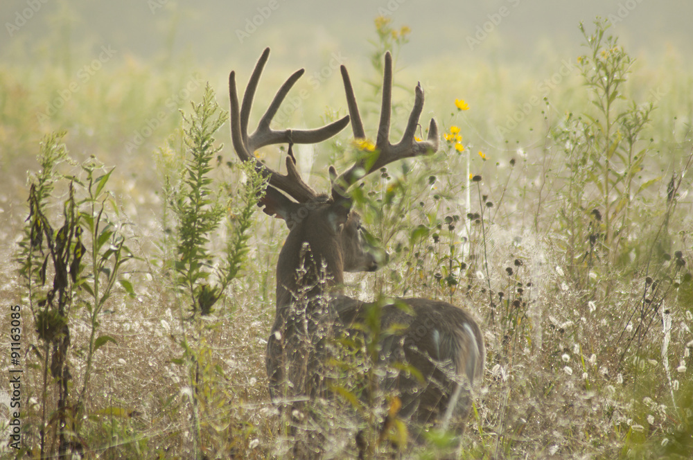 Fototapeta premium Large antlered White-Tailed Deer in field of grass in Cades Cove.