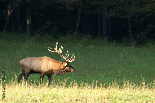 Large bull elk with full antlers in late evening light.