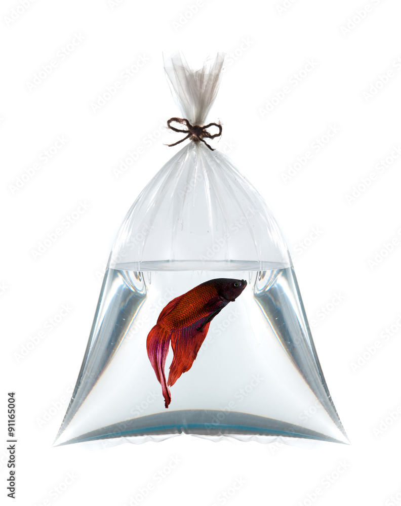 fighting fish in plastic bag Stock Photo