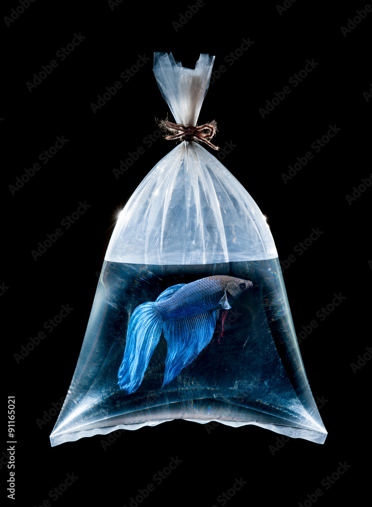 Fototapeta premium fighting fish in plastic bag