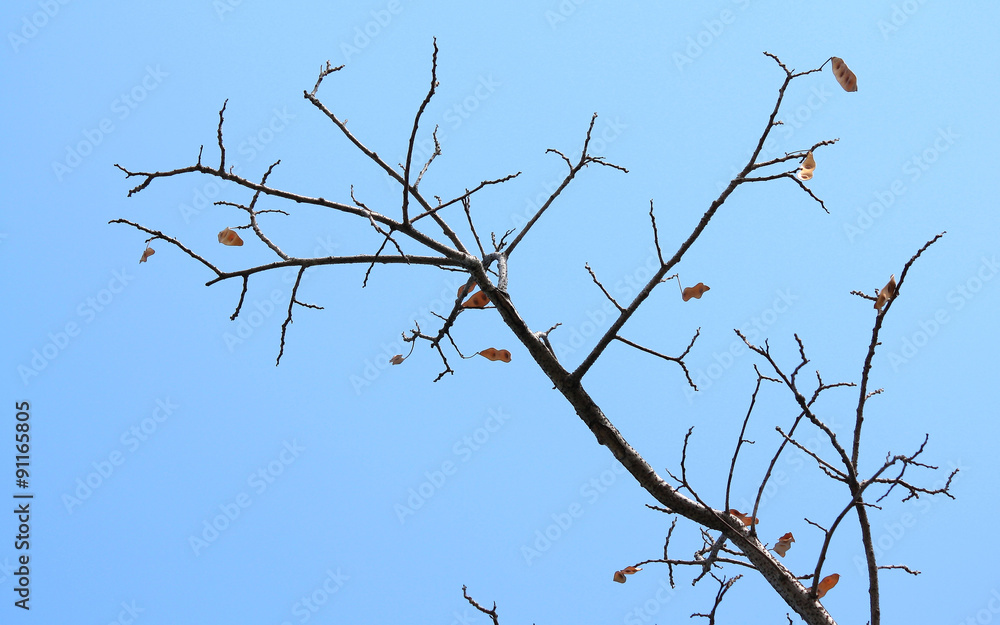 dry branch