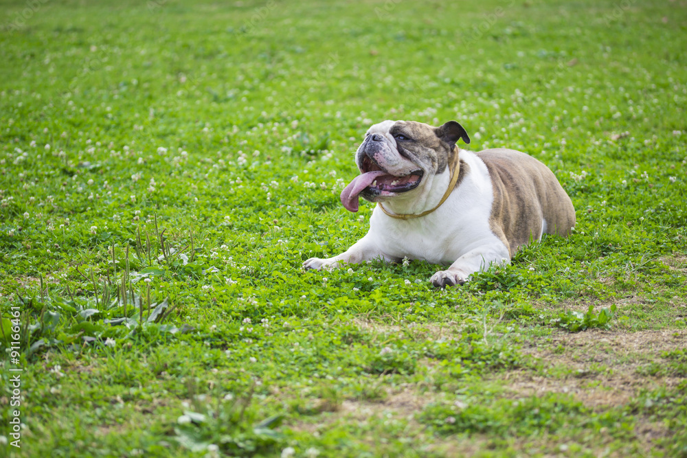 Fototapeta premium English bulldog portrait, laying in grass at park.