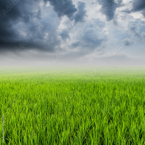 rice field and rainclouds with space