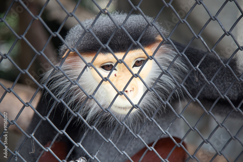 Fotografie Sad Red-shanked Douc in cage.