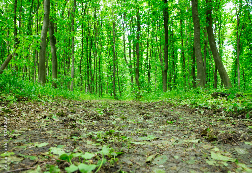green forest green forest