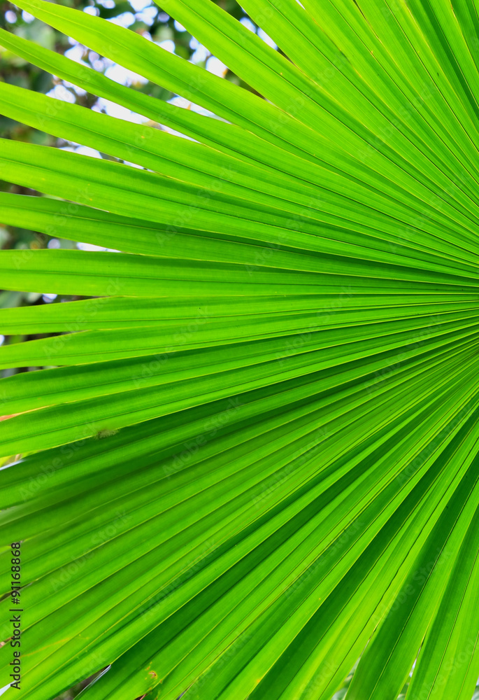 Texture of Green palm Leaf