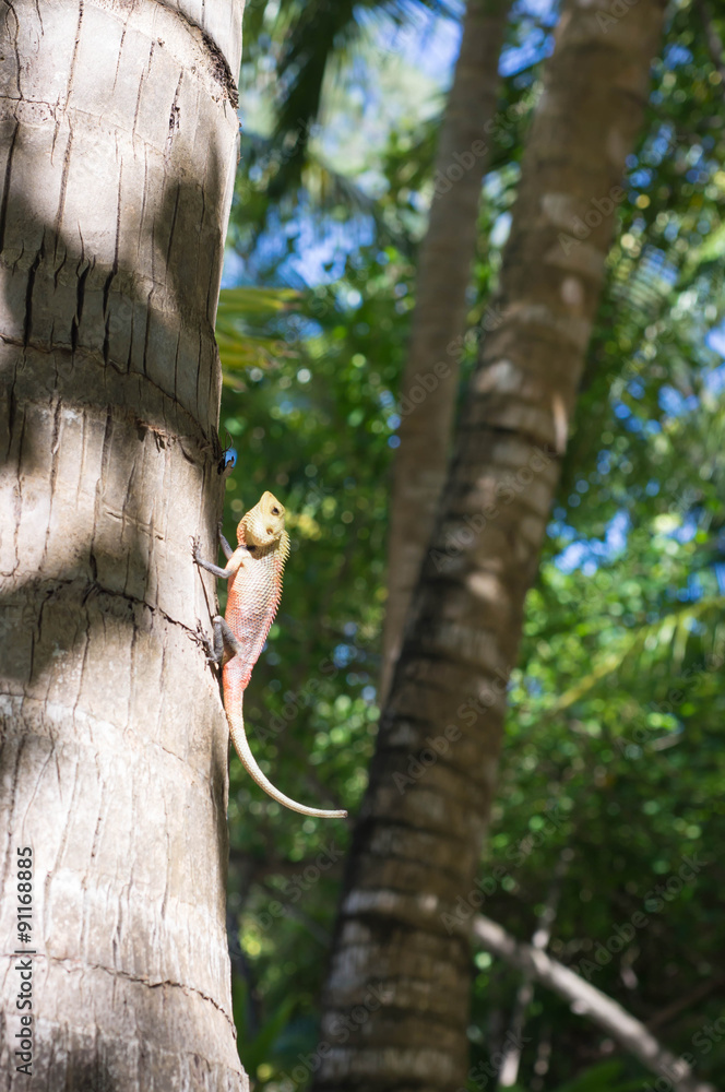 A small lizard sitting on a tree A small lizard sitting on a tree
