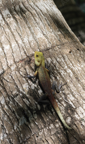 A small lizard sitting on a tree