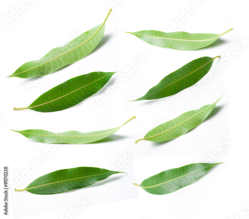 Collage of mango leaves