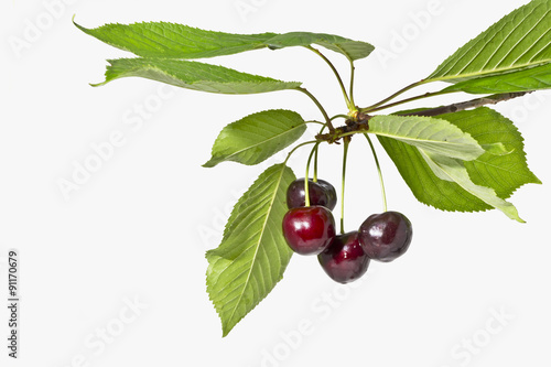 Dojrzałe owoce czereśni na białym tle z bliska . Gałązka czereśni z dojrzałymi owocami i liśćmi na białym tle.